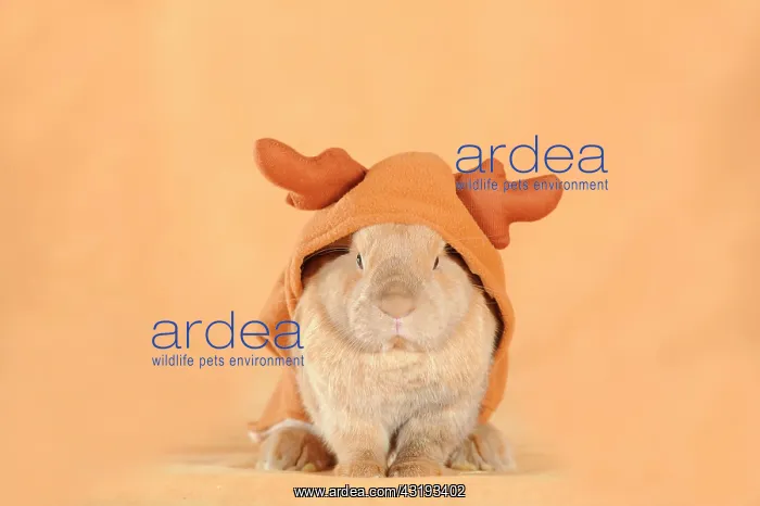 : Brown dwarf English Lop rabbit wearing a reindeer : Brown dwarf English Lop rabbit wearing a reindeer