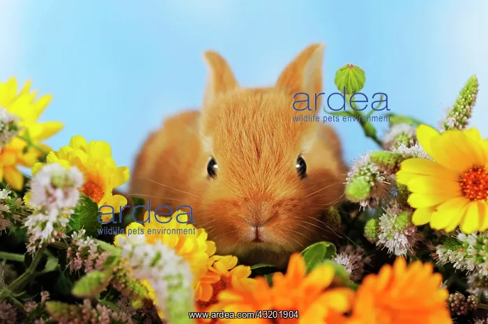 : Brown dwarf rabbit sitting in marigold : Brown dwarf rabbit sitting in marigold