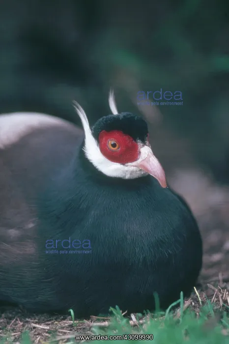 : Brown-eared Pheasant : Brown-eared Pheasant