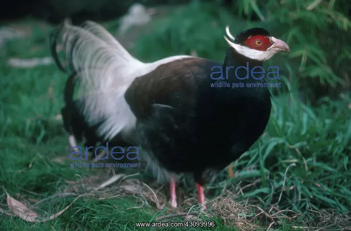 : Brown-eared Pheasant : Brown-eared Pheasant