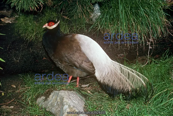 : Brown-eared Pheasant / Manchurian-eared Pheasant : Brown-eared Pheasant / Manchurian-eared Pheasant