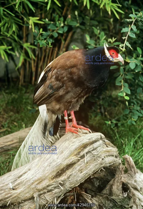 : Brown-eared Pheasant / Manchurian-eared Pheasant : Brown-eared Pheasant / Manchurian-eared Pheasant
