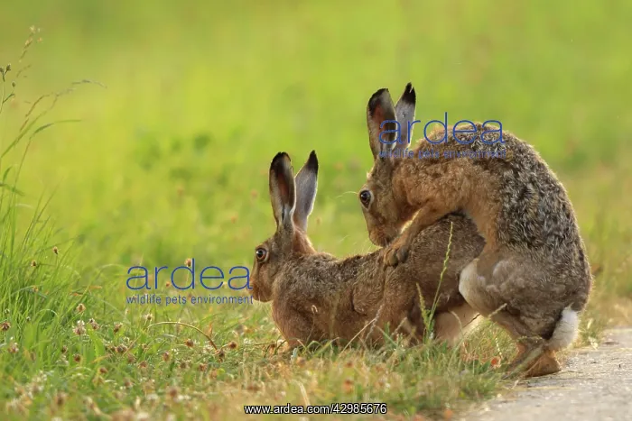: Brown / European Hare : Brown / European Hare