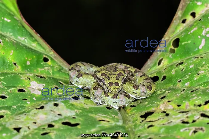 : Brown Eyelash Pit Viper, Bothriechis schlegelii : Brown Eyelash Pit Viper, Bothriechis schlegelii