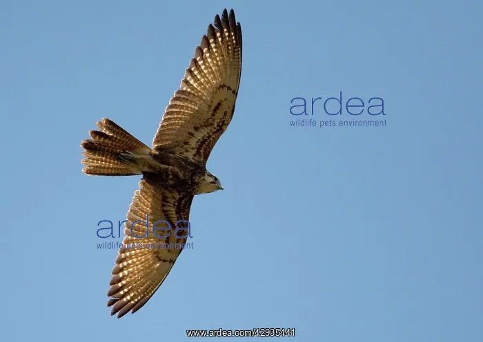 : Brown Falcon : Brown Falcon