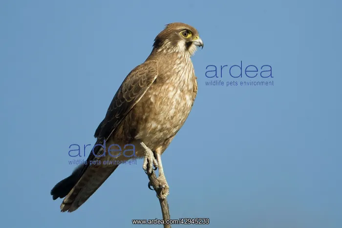 : Brown Falcon : Brown Falcon