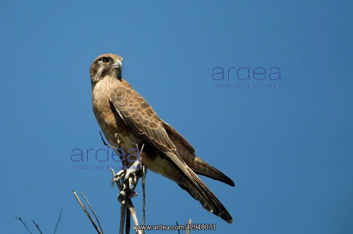 : Brown Falcon : Brown Falcon