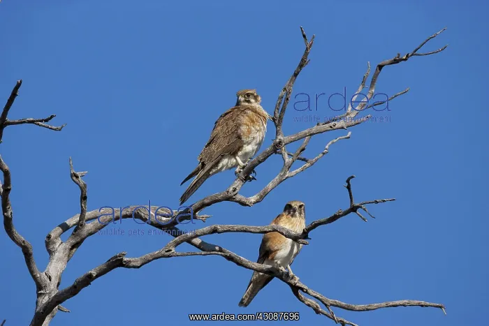: Brown Falcon : Brown Falcon