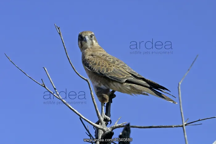 : Brown FALCON : Brown FALCON
