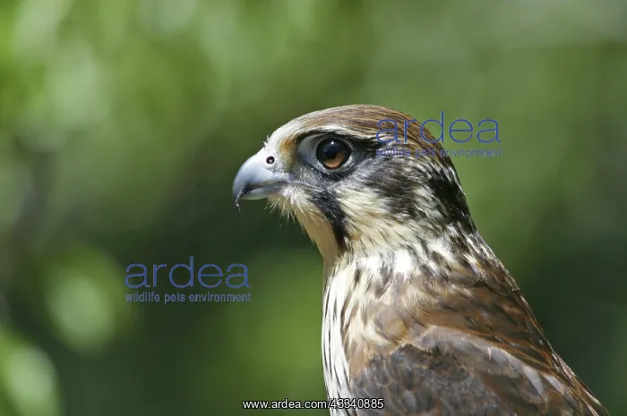 : Brown FALCON - close up of head, side view : Brown FALCON - close up of head, side view