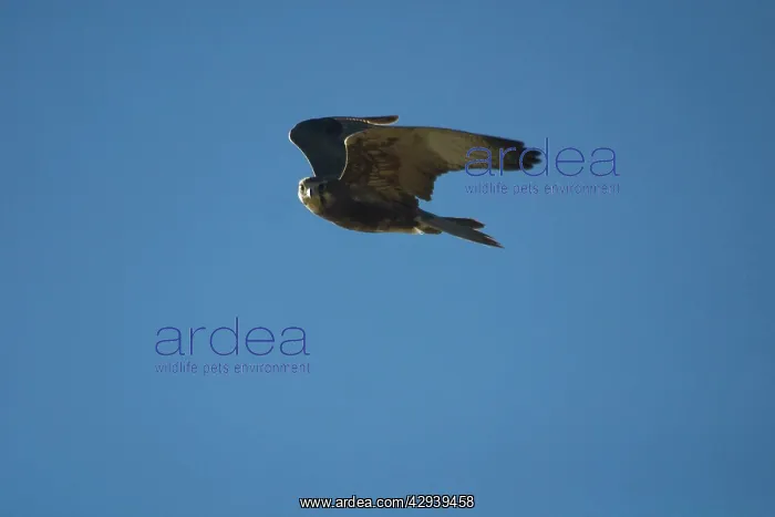 : Brown Falcon - dark morph, in flight. Usually : Brown Falcon - dark morph, in flight. Usually