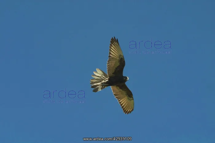  : Brown Falcon - dark morph, in flight. Usually hunts