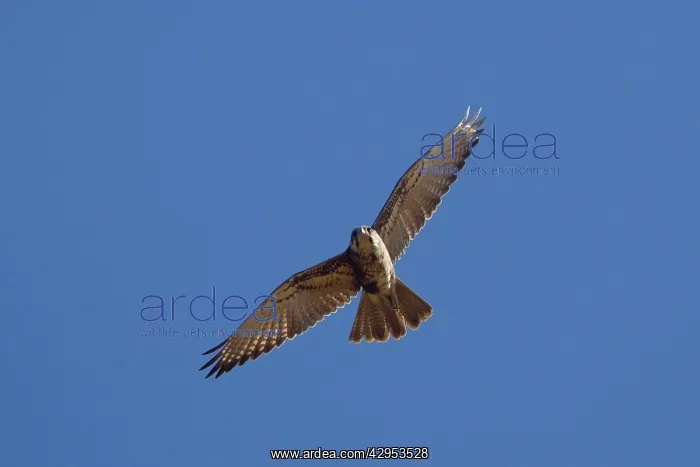 : Brown Falcon - in flight : Brown Falcon - in flight