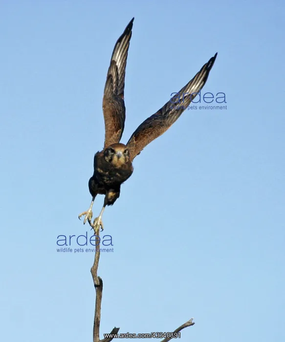 : Brown FALCON - in flight : Brown FALCON - in flight