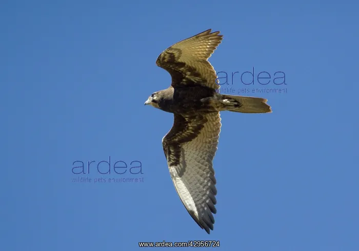 : Brown Falcon - in flight - in open country 50km : Brown Falcon - in flight - in open country 50km
