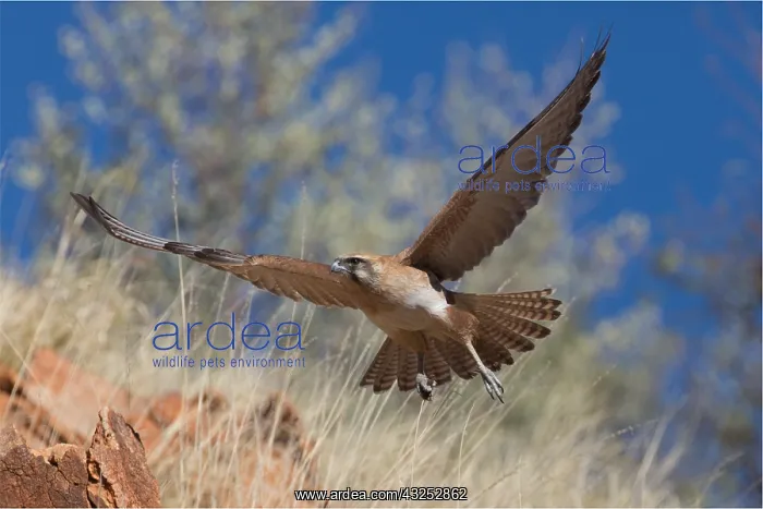 : Brown Falcon - Flying across a rocky hillside - : Brown Falcon - Flying across a rocky hillside -