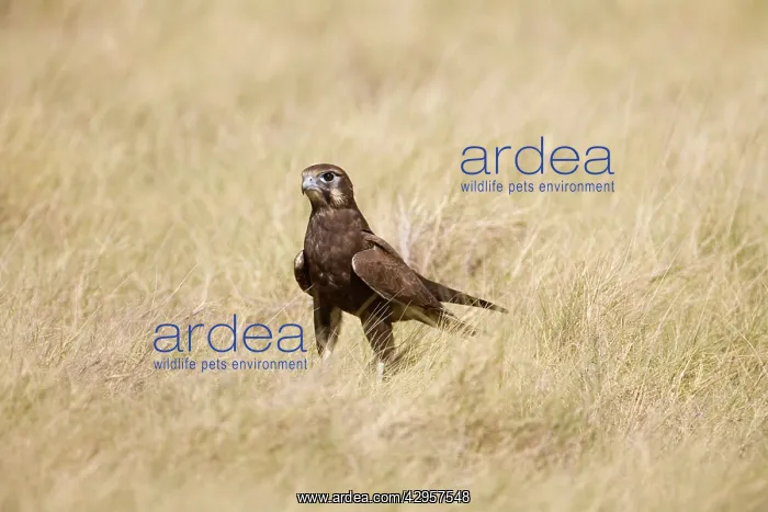 : Brown Falcon in grass : Brown Falcon in grass