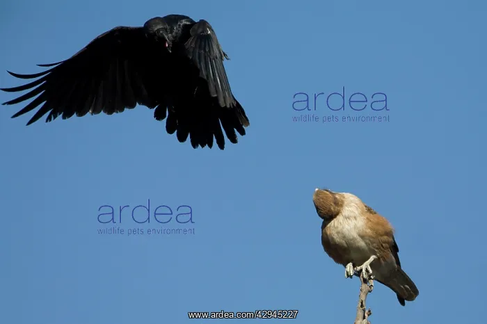 : Brown Falcon being hassled by a Torresian Crow : Brown Falcon being hassled by a Torresian Crow