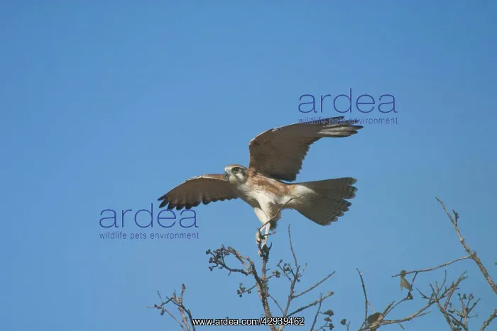 : Brown Falcon - light morph, landing. Usually hunts : Brown Falcon - light morph, landing. Usually hunts