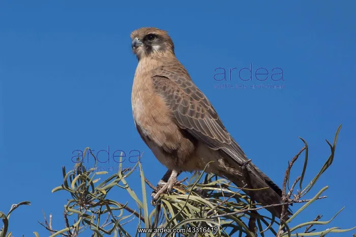  : Brown Falcon - Perched on the top of a bush as it
