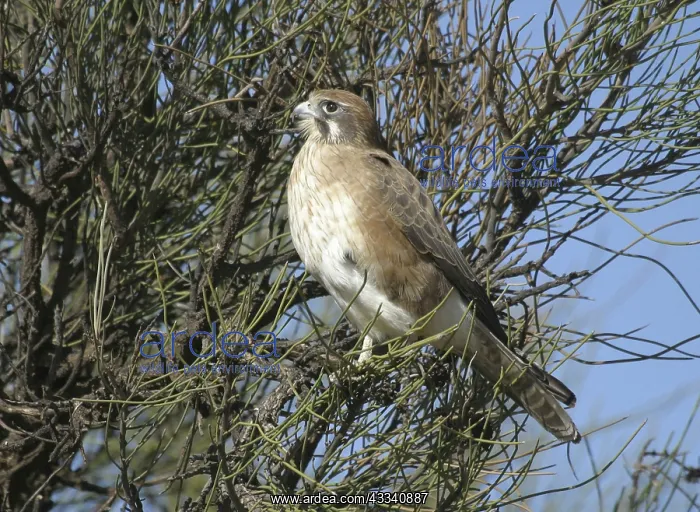 : Brown FALCON - perched in tree : Brown FALCON - perched in tree
