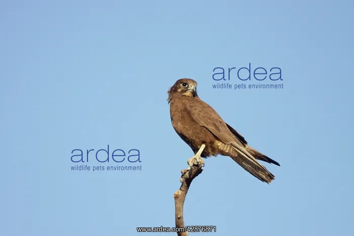 : Brown Falcon - perched on vantage point : Brown Falcon - perched on vantage point