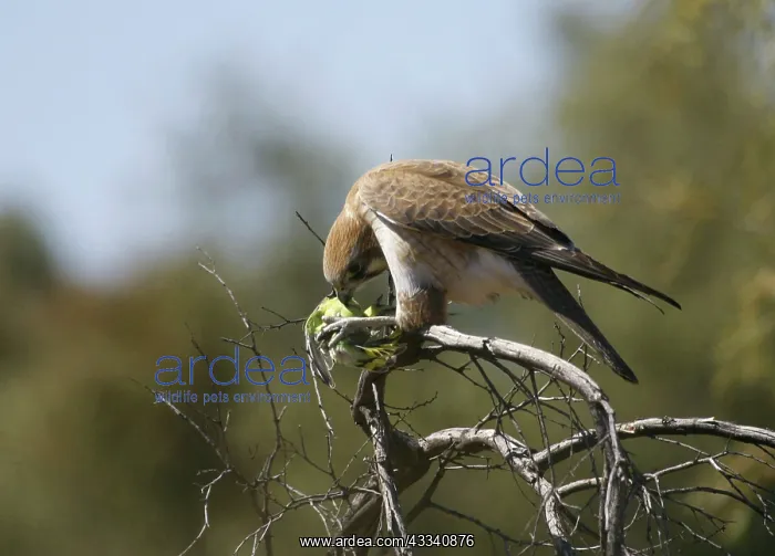  : Brown FALCON - with prey