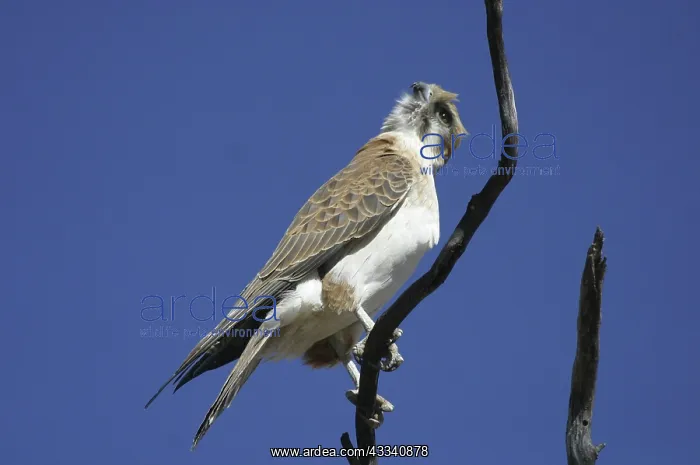 : Brown FALCON - rotating, turning head to look behind : Brown FALCON - rotating, turning head to look behind
