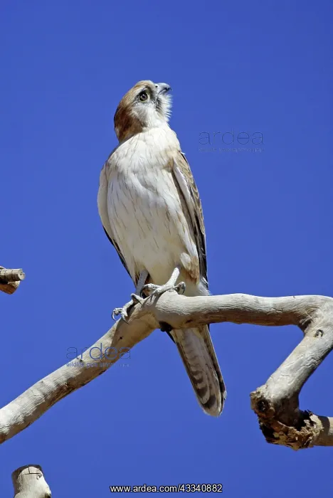: Brown FALCON - rotating, turning head to look up into sky : Brown FALCON - rotating, turning head to look up into sky