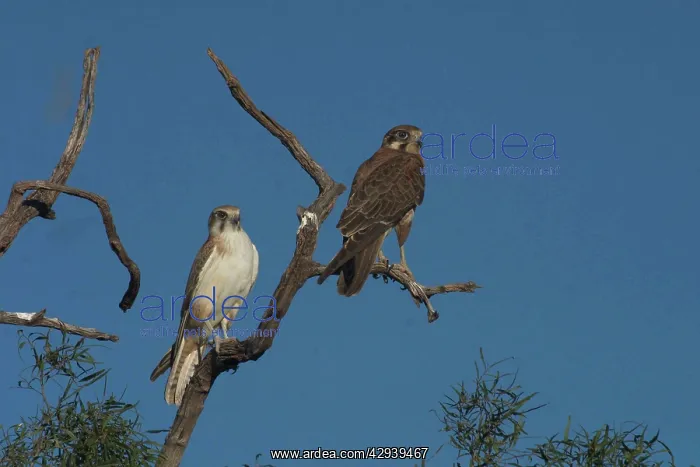 : Brown Falcons - light morph. Usually hunts from : Brown Falcons - light morph. Usually hunts from