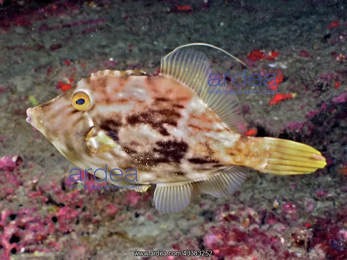 : Brown filefish (Stephanolepis hispidus). Dive site : Brown filefish (Stephanolepis hispidus). Dive site
