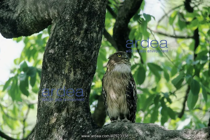 : Brown Fish Owl : Brown Fish Owl