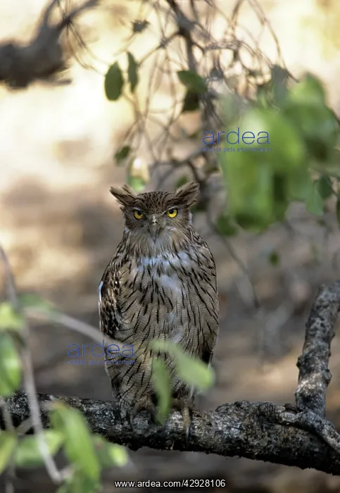 : Brown Fish OWL : Brown Fish OWL