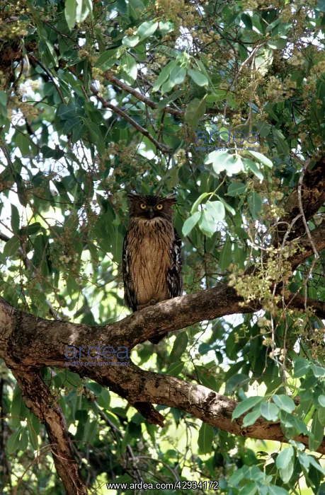 : Brown Fish Owl : Brown Fish Owl