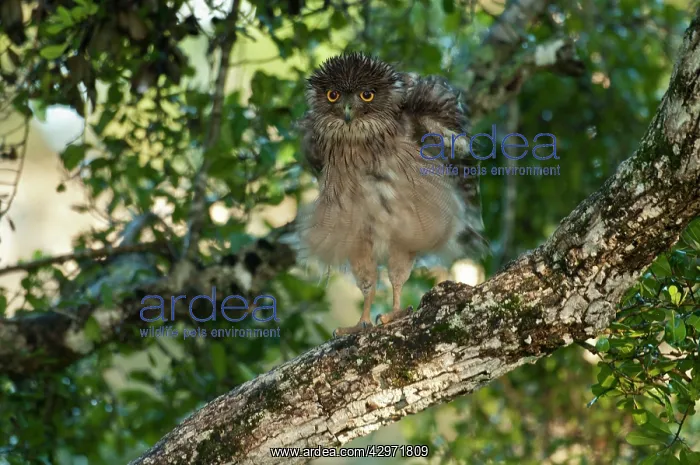 : Brown Fish Owl - on branch with feathers fluffed out : Brown Fish Owl - on branch with feathers fluffed out