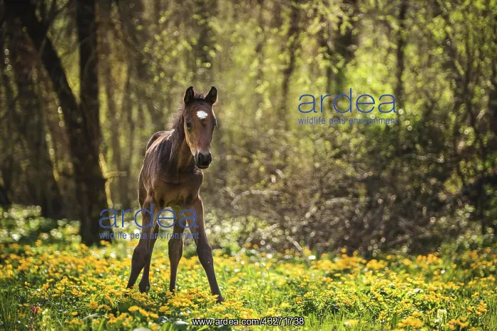 : Brown Foal (Equus) stands in the forest on a flowery : Brown Foal (Equus) stands in the forest on a flowery