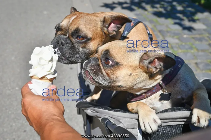 : Two brown French Bulldog dogs eating soft ice cream : Two brown French Bulldog dogs eating soft ice cream