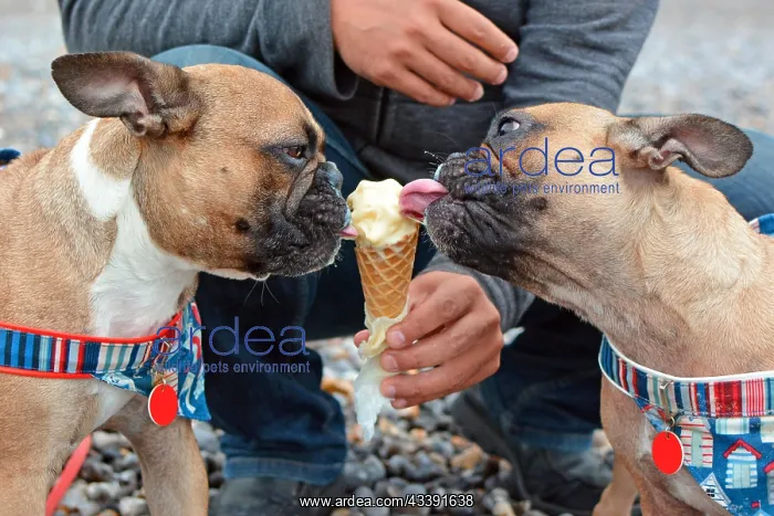 : Two brown French Bulldog dogs eating vanilla ice : Two brown French Bulldog dogs eating vanilla ice