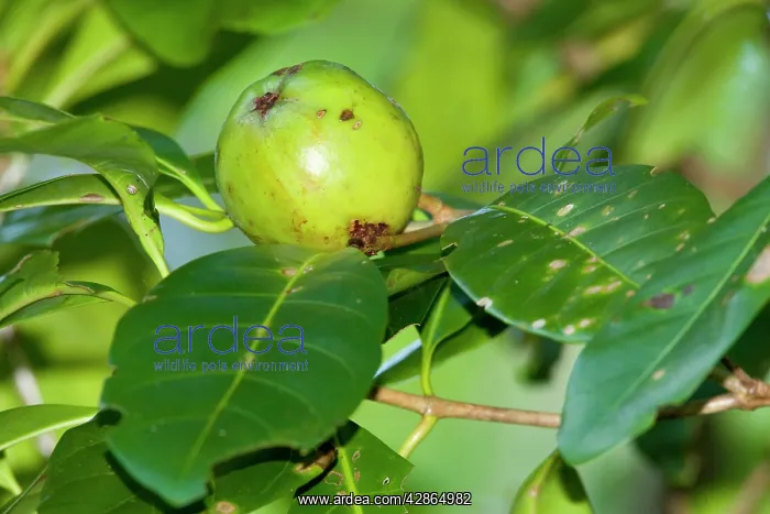 : Brown Gardenia - immature fruit growing on the : Brown Gardenia - immature fruit growing on the