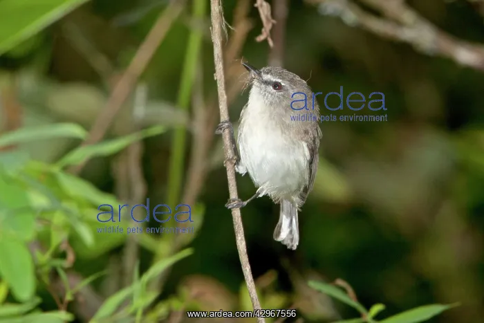 : Brown Gerygone : Brown Gerygone