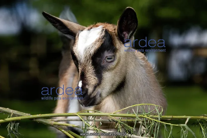  : Brown Goat - kid at fence in garden