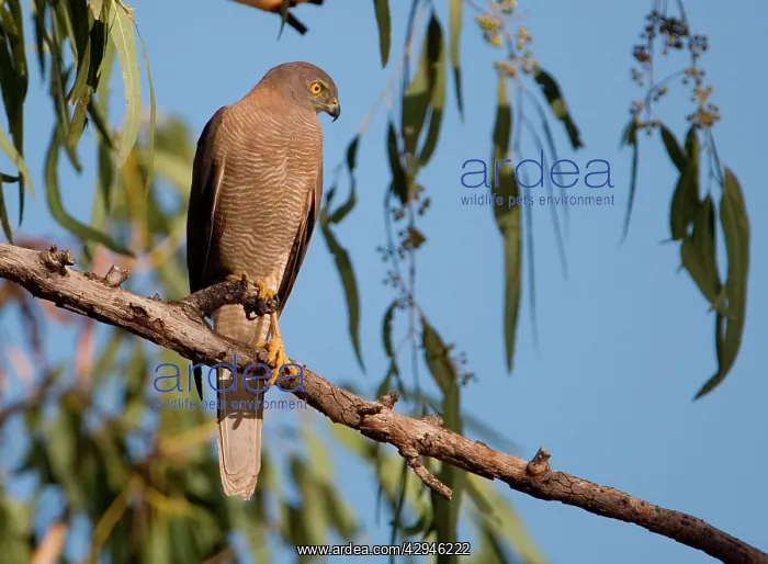 : Brown Goshawk : Brown Goshawk