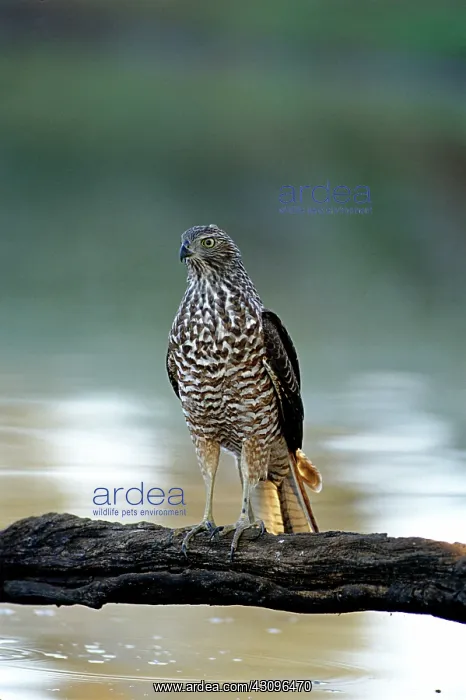 : Brown Goshawk, Australia : Brown Goshawk, Australia