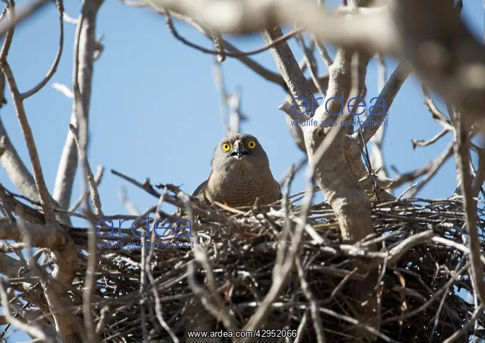 : Brown Goshawk - brooding chicks : Brown Goshawk - brooding chicks