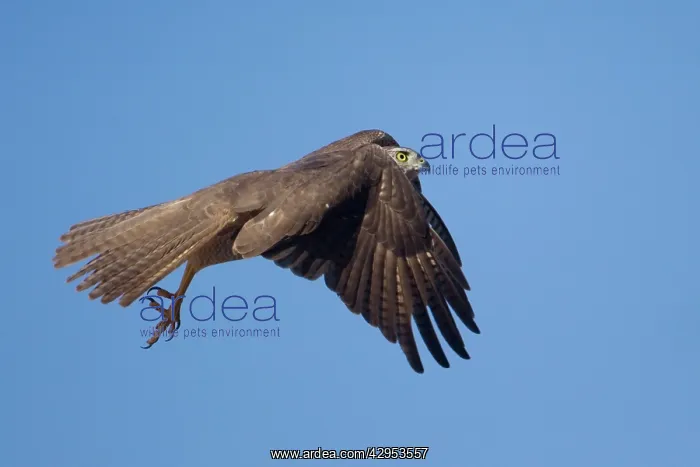 : Brown Goshawk - in flight : Brown Goshawk - in flight