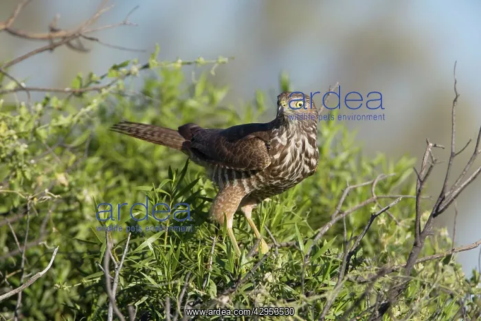 : Brown Goshawk - immature : Brown Goshawk - immature