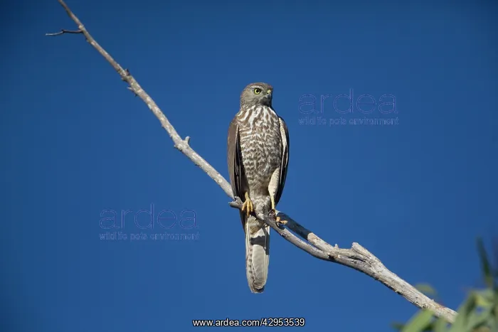 : Brown Goshawk - immature : Brown Goshawk - immature