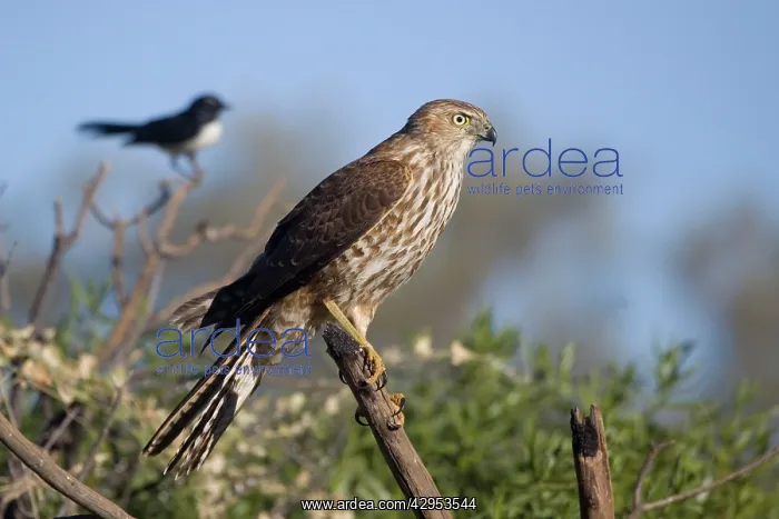 : Brown Goshawk - immature - near Ti Tree where it : Brown Goshawk - immature - near Ti Tree where it