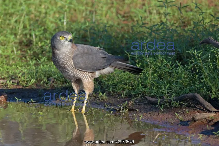 : Brown Goshawk - at pool : Brown Goshawk - at pool