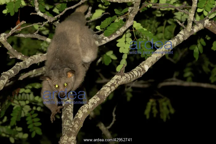 : Brown Greater Galago - walking on a tree branch : Brown Greater Galago - walking on a tree branch